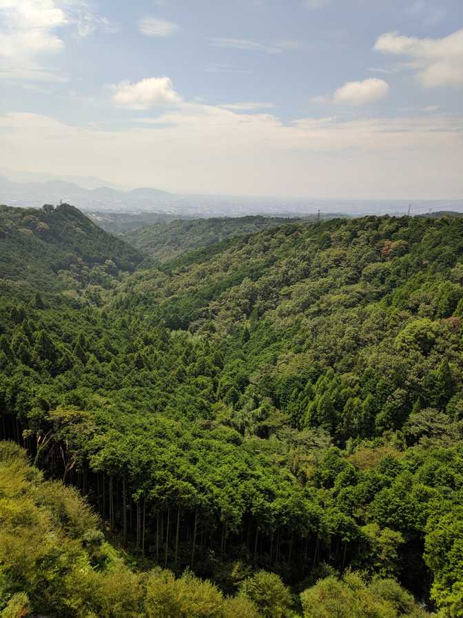 View of the valley. All the forests that I've seen have had these super
tall and straight trees.