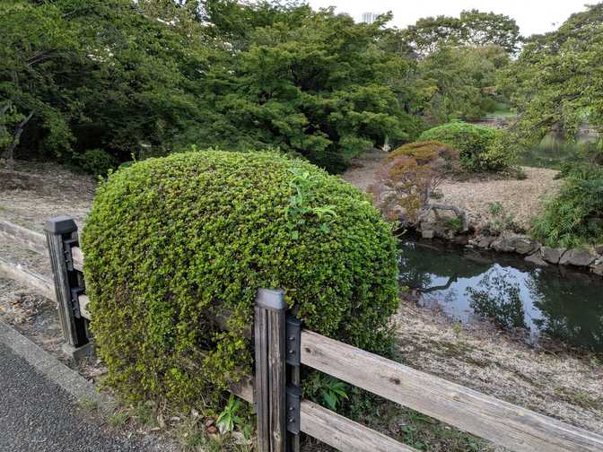 This grew over the fence.