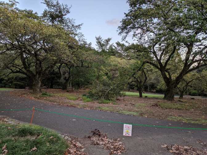 A fallen branch.