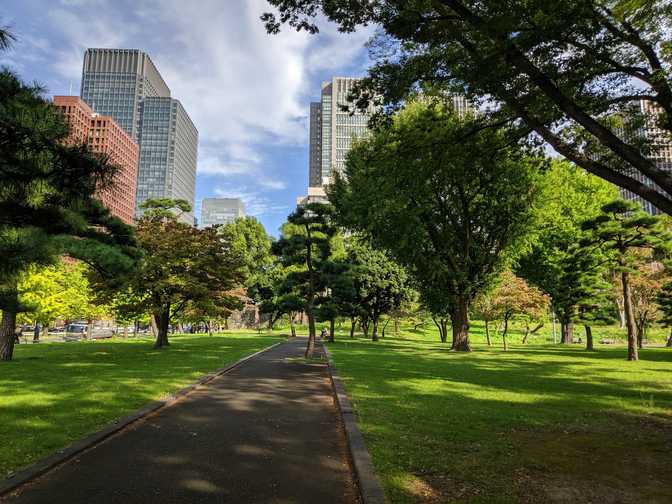 Kokyo Gaien, Chiyoda City: they built a path through this tree.