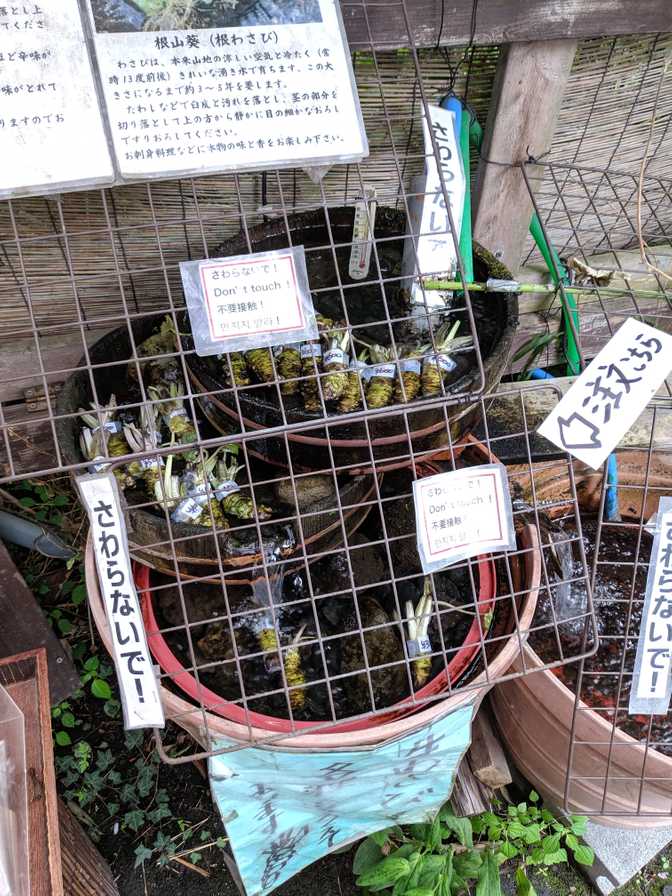 Little wasabi plants.