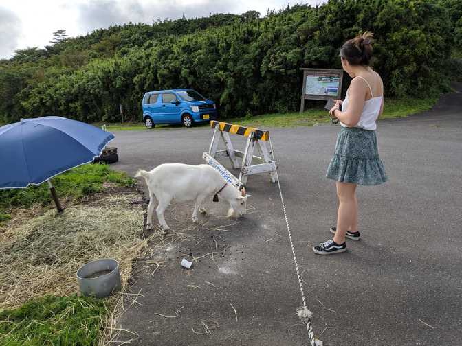 There was an amusing moment where we saw an old Japanese guy on a motorbike
stop to pet and talk to this goat, then drive
away.