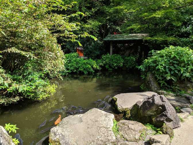 Hakone Shrine, Hakone: koi.