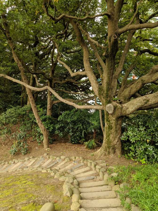 I guess they built this hill and chopped down whatever branches were in the way.