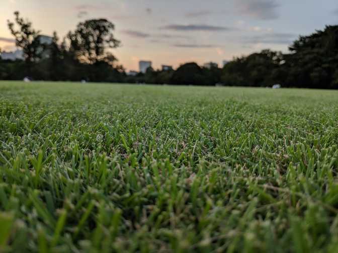 Mmmm, nice grass.