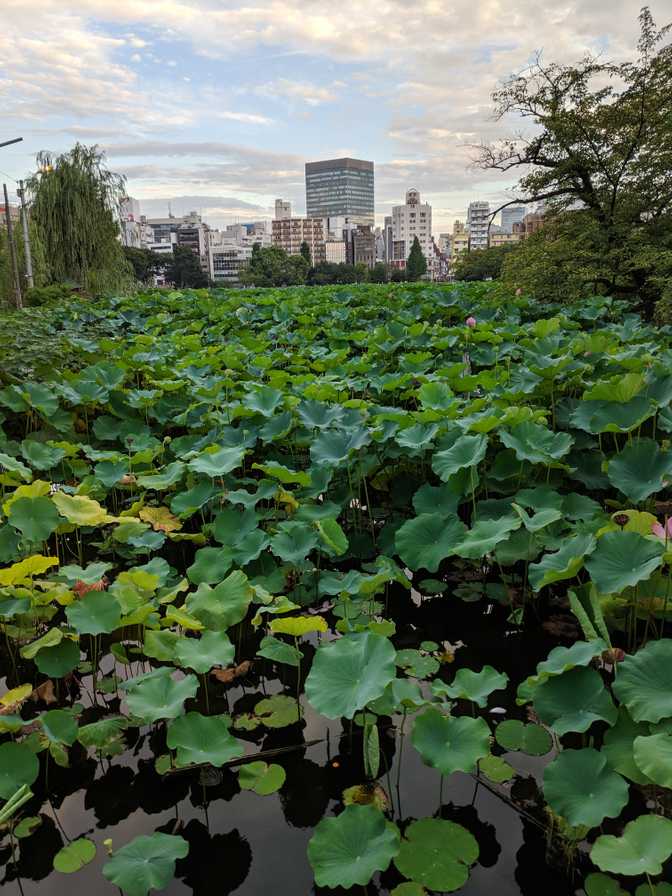 These are growing in the water as far as you can see.