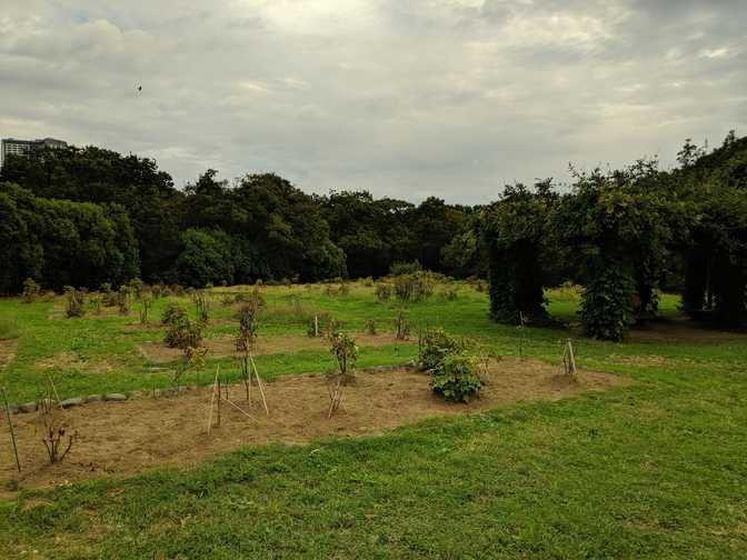 The peony garden, which was.. nothing.